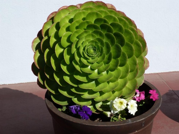 Morro Bay Sundown Inn image 20